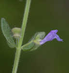 Small skullcap